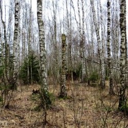 Apypelkio miškai neseni, gana monotoniški, tačiau formuojasi be žmogaus įsikišimo.