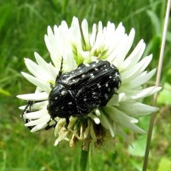 Vidurvasarį žydinčių augalų žiedynuose aptinkami įvairūs vabzdžiai. Kvapusis auksavabalis.